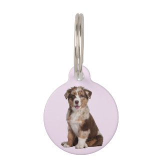 Australian Shepherd | Pet Tag