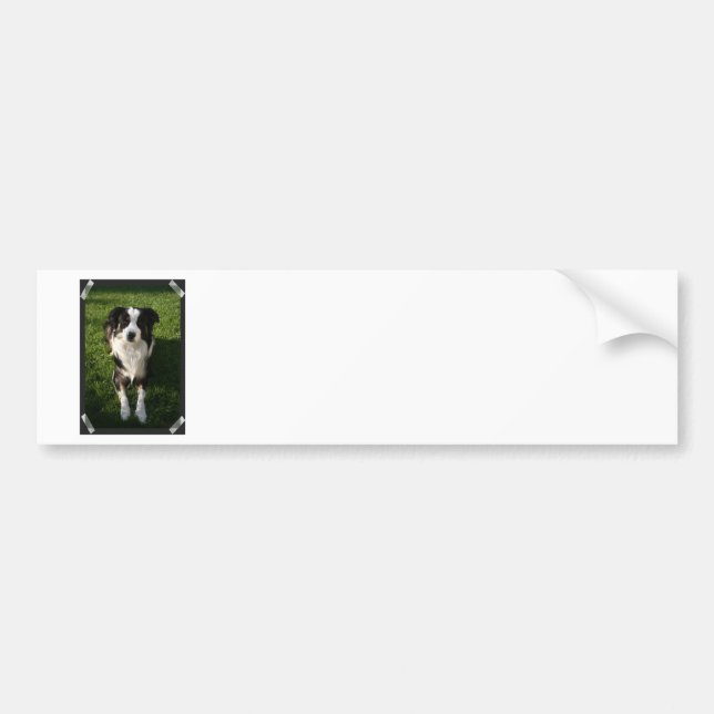Australian Shepherd Photo Design Bumper Sticker (Front)