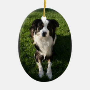 Australian Shepherd Photo  Ornament