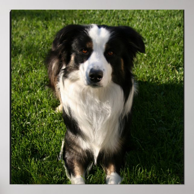 Australian Shepherd Photo Poster (Front)