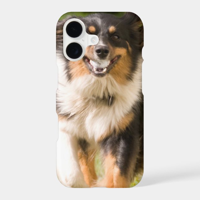 Australian Shepherd Playing With Ball (Back)