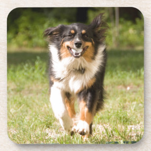 Australian Shepherd Playing With Ball Coaster