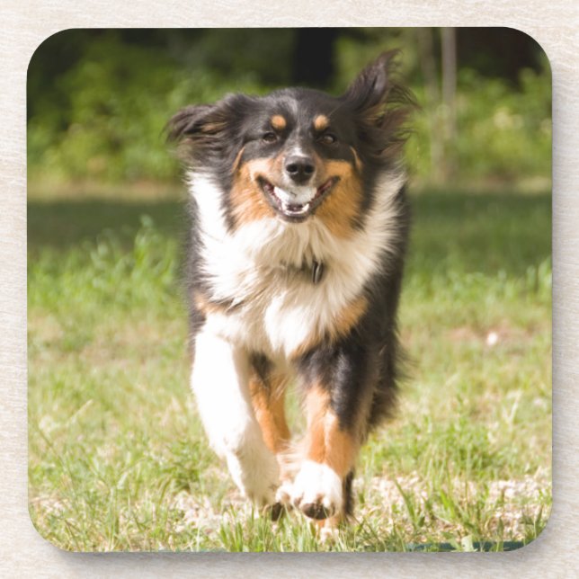 Australian Shepherd Playing With Ball Coaster (Front)