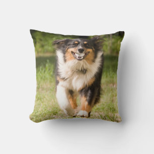 Australian Shepherd Playing With Ball Cushion