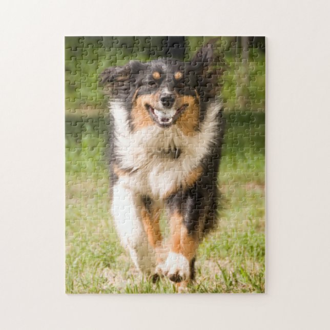 Australian Shepherd Playing With Ball Jigsaw Puzzle (Vertical)