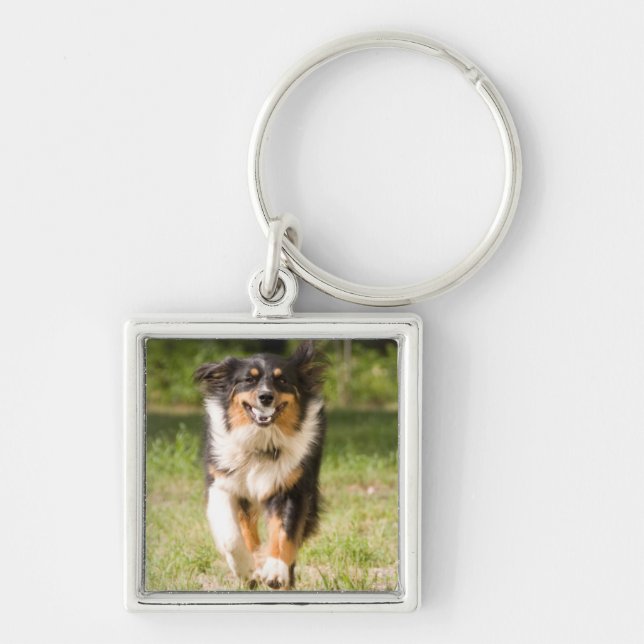 Australian Shepherd Playing With Ball Key Ring (Front)