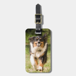 Australian Shepherd Playing With Ball Luggage Tag