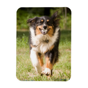 Australian Shepherd Playing With Ball Magnet