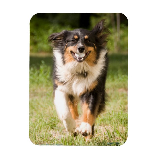 Australian Shepherd Playing With Ball Magnet (Vertical)