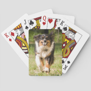 Australian Shepherd Playing With Ball Playing Cards