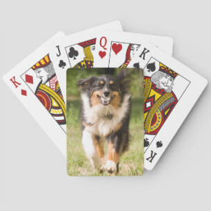 Australian Shepherd Playing With Ball Playing Cards