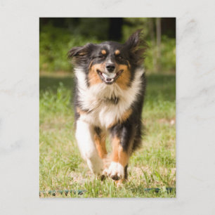 Australian Shepherd Playing With Ball Postcard