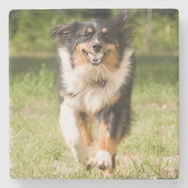 Australian Shepherd Playing With Ball Stone Coaster (Front)
