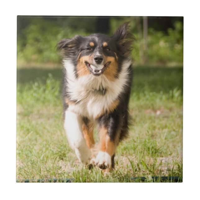 Australian Shepherd Playing With Ball Tile (Front)