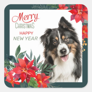 Australian Shepherd Poinsettia Bouquet Christmas Square Sticker