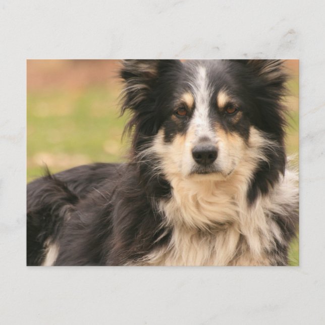 Australian Shepherd Postcard (Front)