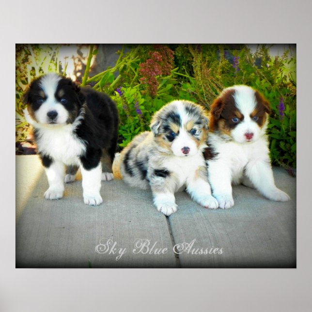 Australian Shepherd Puppies Poster (Front)