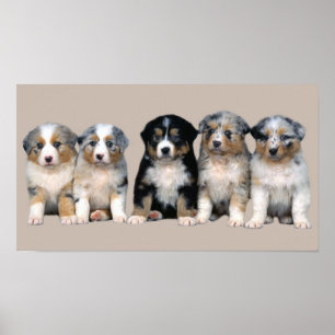 Australian Shepherd Puppies Print
