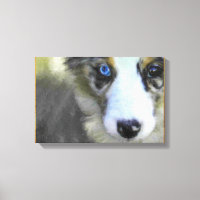 Australian Shepherd Puppy 1