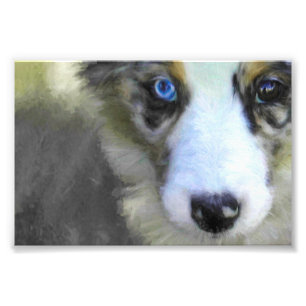 Australian Shepherd Puppy 1 Photo Print