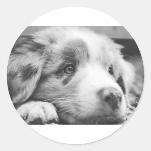 australian shepherd puppy bw classic round sticker
