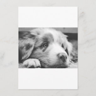 australian shepherd puppy bw menu