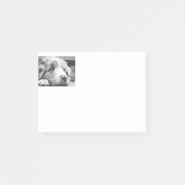 australian shepherd puppy bw post-it notes (Front)