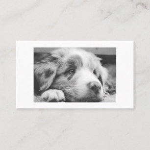 australian shepherd puppy bw referral card