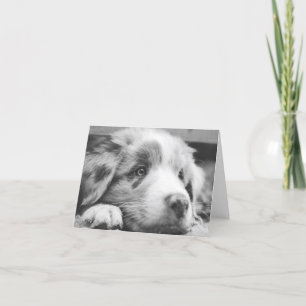 australian shepherd puppy bw thank you card