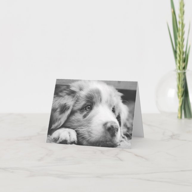 australian shepherd puppy bw thank you card (Front)