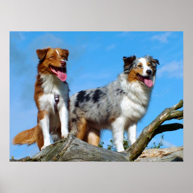  Australian Shepherd Puppy Dogs Poster (Front)