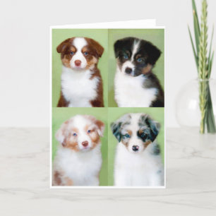 Australian Shepherd Puppy Greeting Cards