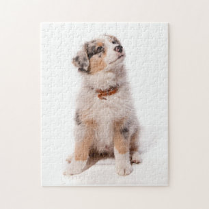 Australian shepherd puppy jigsaw puzzle