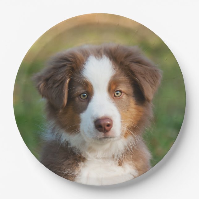 Australian Shepherd puppy portrait, happy party Paper Plate (Front)