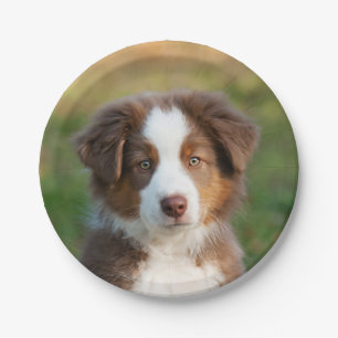 Australian Shepherd puppy portrait, party Paper Plate