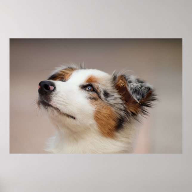 Australian Shepherd Puppy Poster (Front)