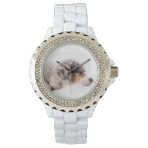 Australian shepherd puppy watch