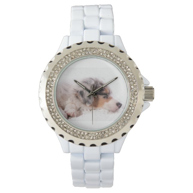 Australian shepherd puppy watch (Front)