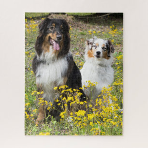 Australian Shepherd Puzzle