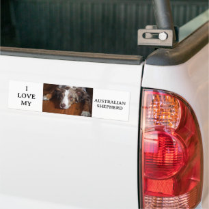 australian shepherd red merle laying flat bumper sticker