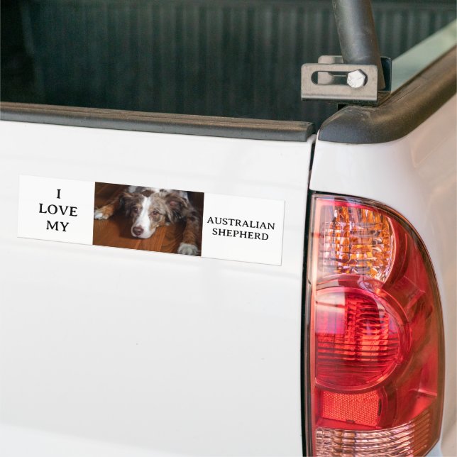 australian shepherd red merle laying flat bumper sticker (On Truck)