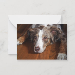 australian shepherd red merle laying flat card