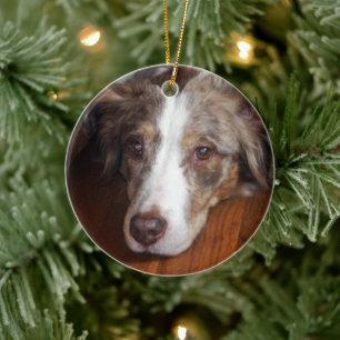 australian shepherd red merle laying flat ceramic tree decoration