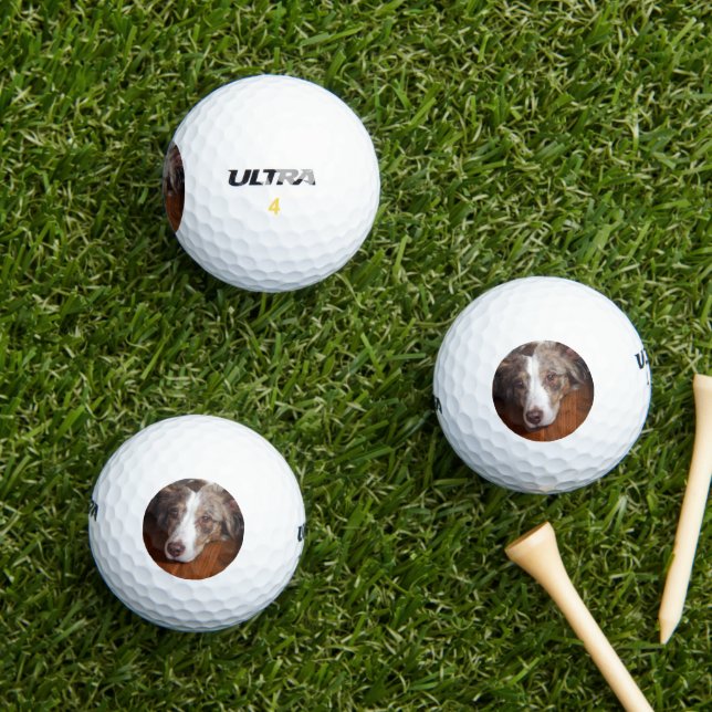 australian shepherd red merle laying flat golf balls (Insitu Grass)