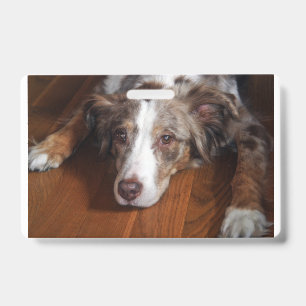australian shepherd red merle laying flat ID badge