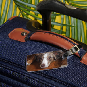 australian shepherd red merle laying flat luggage tag