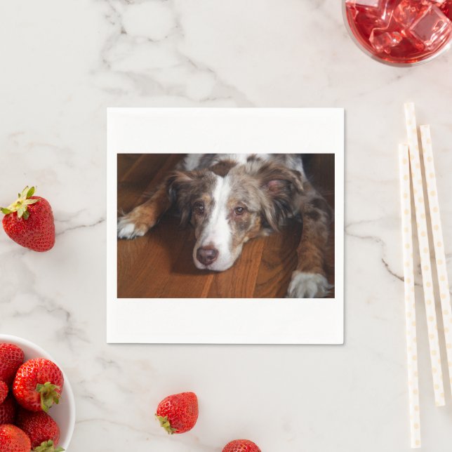 australian shepherd red merle laying flat napkin (Insitu)