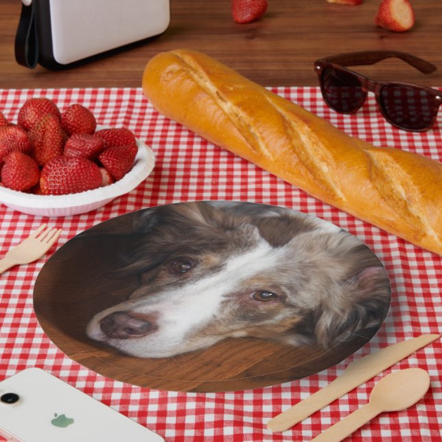 australian shepherd red merle laying flat paper plate (Picnic)