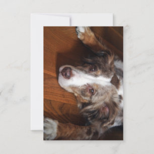 australian shepherd red merle laying flat thank you card