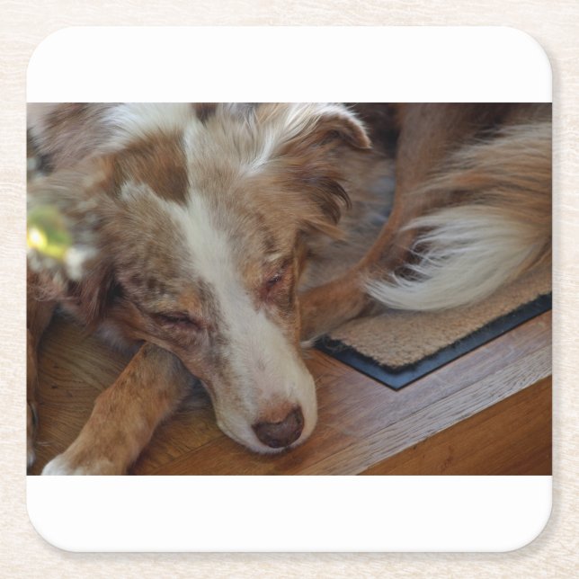 australian shepherd red merle sleep square paper coaster (Front)